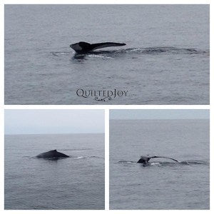 Whale watching off the coast of Boston