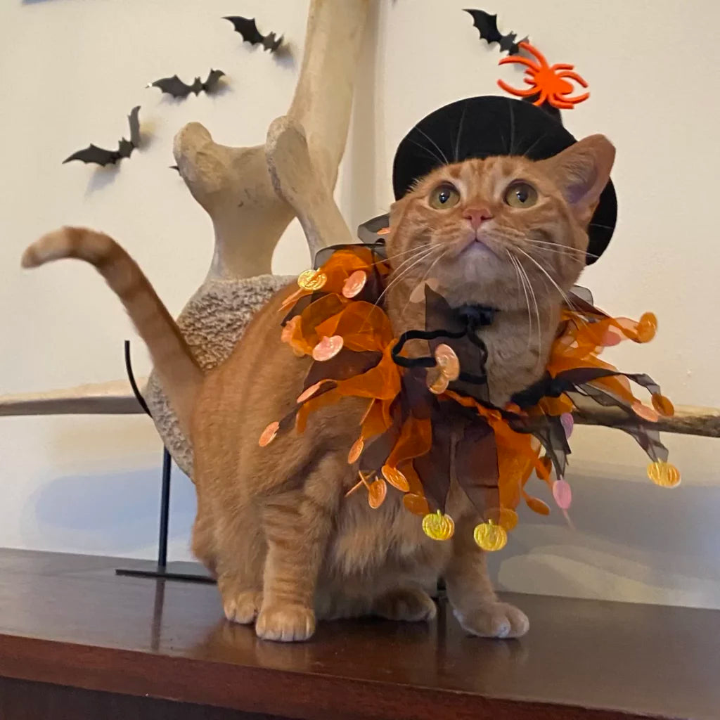 A very tolerant cat wearing a witchy halloween cosume