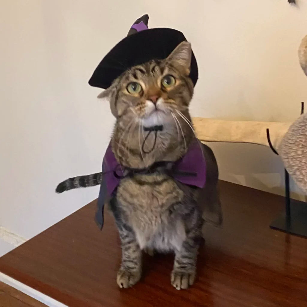 A very tolerant cat wearing a witchy halloween cosume